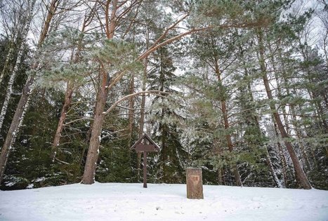 Miško Takas 53. Trikojis – Didžiasalis.