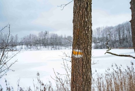 Miško Takas 53. Trikojis – Didžiasalis.