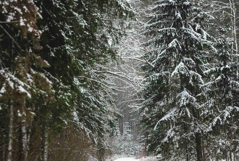 Miško Takas 54. Didžiasalis – Druskininkai – Žiogeliai.