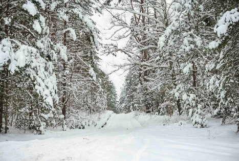 Miško Takas 55. Žiogeliai – Merkinė.