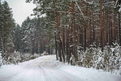 Miško Takas 55. Žiogeliai – Merkinė.