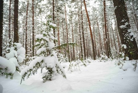 Miško Takas 55. Žiogeliai – Merkinė.