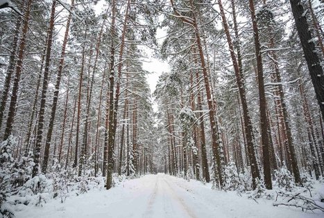 Miško Takas 55. Žiogeliai – Merkinė.