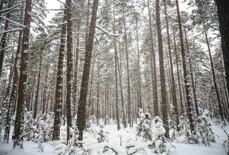 Miško Takas 55. Žiogeliai – Merkinė.