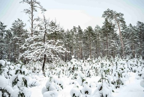 Miško Takas 55. Žiogeliai – Merkinė.