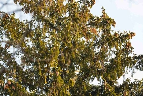 Miško Takas 58. Alytus – Panemunis.