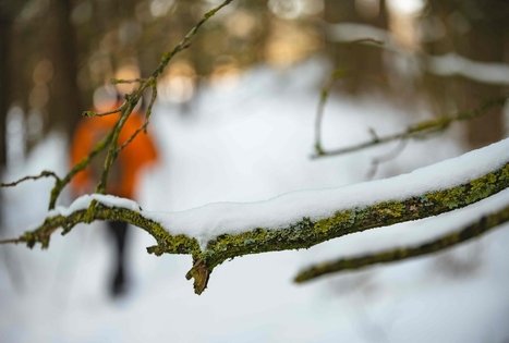 Miško Takas 55. Žiogeliai – Merkinė.