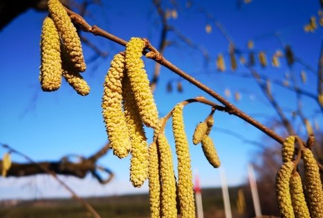 Sodyba „Mockynė“