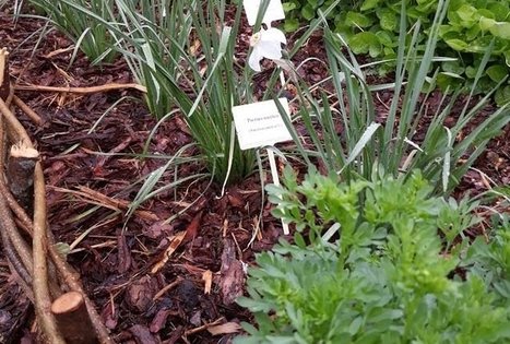 Lietuvos agrarinių ir miškų mokslų centro Sodininkystės ir daržininkystės institutas