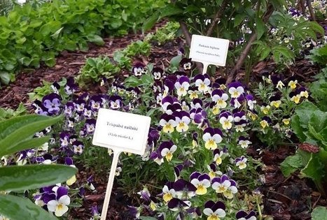 Lietuvos agrarinių ir miškų mokslų centro Sodininkystės ir daržininkystės institutas