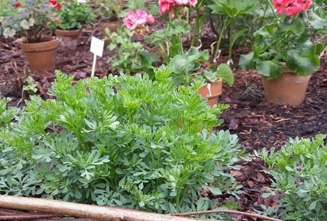 Lietuvos agrarinių ir miškų mokslų centro Sodininkystės ir daržininkystės institutas