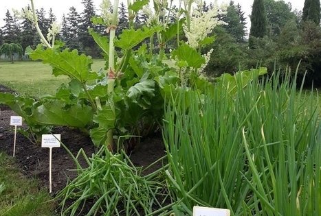 Lietuvos agrarinių ir miškų mokslų centro Sodininkystės ir daržininkystės institutas