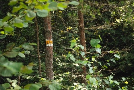 Miško Takas 51. Lazdijai – Veisiejai.