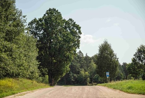 Miško Takas 51. Lazdijai – Veisiejai.