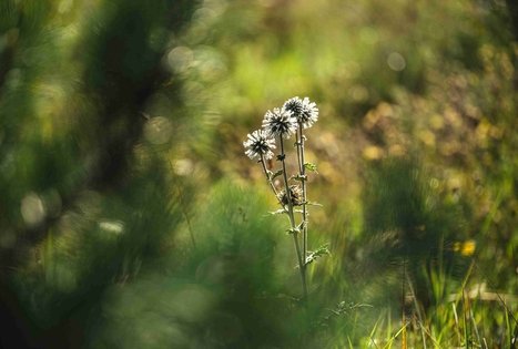 Miško Takas 51. Lazdijai – Veisiejai.
