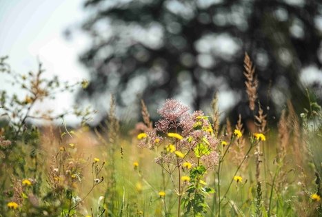 Miško Takas 51. Lazdijai – Veisiejai.