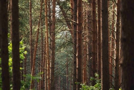 Miško Takas 52. Veisiejai – Trikojis.