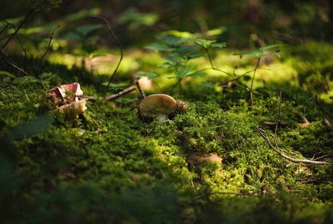 Miško Takas 52. Veisiejai – Trikojis.