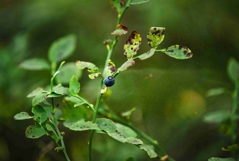 Miško Takas 52. Veisiejai – Trikojis.