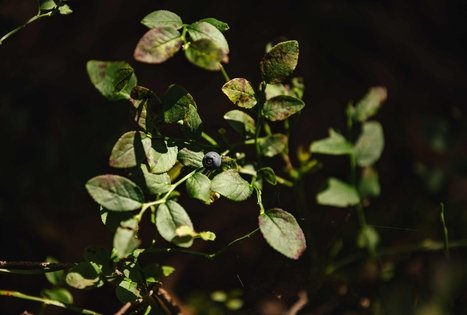 Miško Takas 52. Veisiejai – Trikojis.