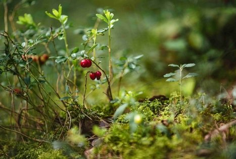 Miško Takas 52. Veisiejai – Trikojis.