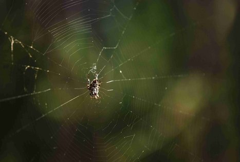 Miško Takas 52. Veisiejai – Trikojis.
