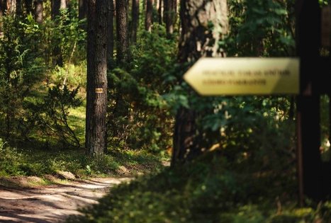 Miško Takas 52. Veisiejai – Trikojis.