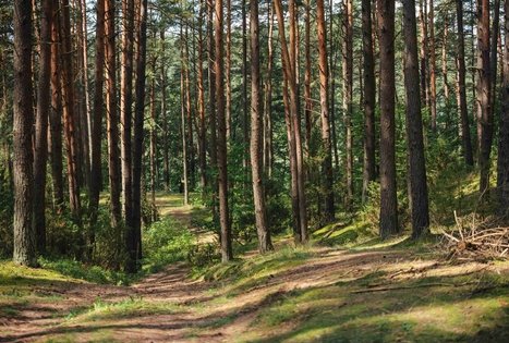 Miško Takas 52. Veisiejai – Trikojis.