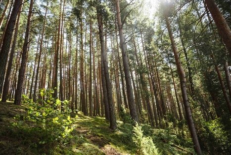 Miško Takas 52. Veisiejai – Trikojis.