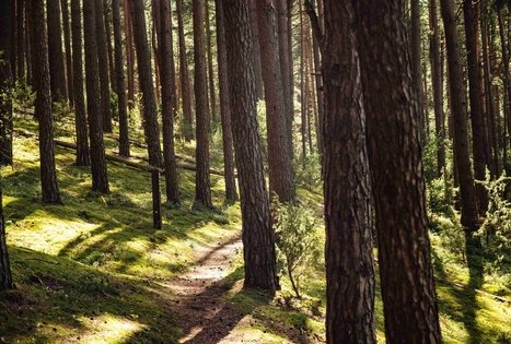 Miško Takas 52. Veisiejai – Trikojis.