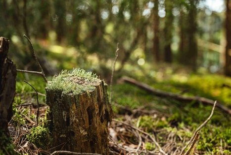 Miško Takas 52. Veisiejai – Trikojis.