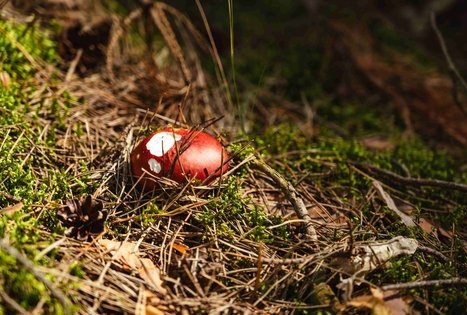 Miško Takas 52. Veisiejai – Trikojis.