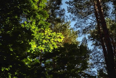 Miško Takas 52. Veisiejai – Trikojis.