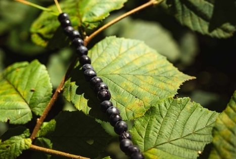 Miško Takas 52. Veisiejai – Trikojis.