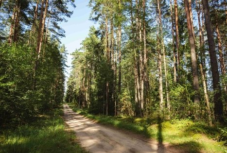 Miško Takas 53. Trikojis – Didžiasalis.