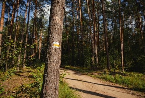 Miško Takas 53. Trikojis – Didžiasalis.