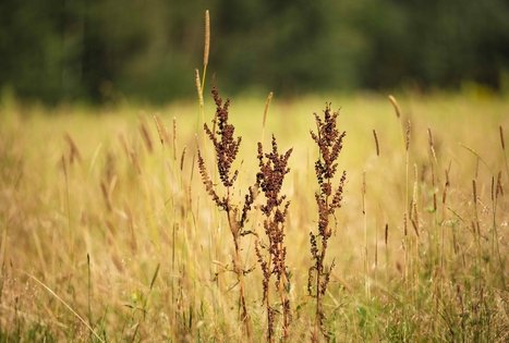 Miško Takas 53. Trikojis – Didžiasalis.
