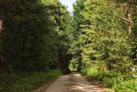 Miško Takas 54. Didžiasalis – Druskininkai – Žiogeliai.