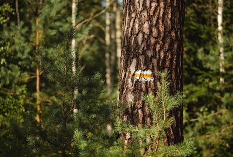 Miško Takas 54. Didžiasalis – Druskininkai – Žiogeliai.