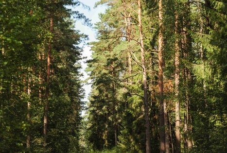 Miško Takas 54. Didžiasalis – Druskininkai – Žiogeliai.