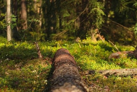 Miško Takas 54. Didžiasalis – Druskininkai – Žiogeliai.