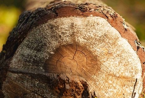 Miško Takas 54. Didžiasalis – Druskininkai – Žiogeliai.