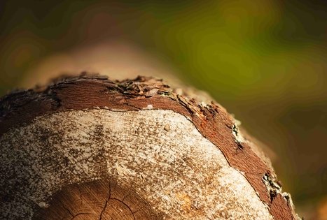 Miško Takas 54. Didžiasalis – Druskininkai – Žiogeliai.