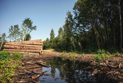 Miško Takas 51. Lazdijai – Veisiejai.