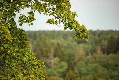 Miško Takas 58. Alytus – Panemunis.