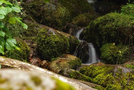 Miško Takas 58. Alytus – Panemunis.