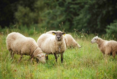 Miško Takas 58. Alytus – Panemunis.