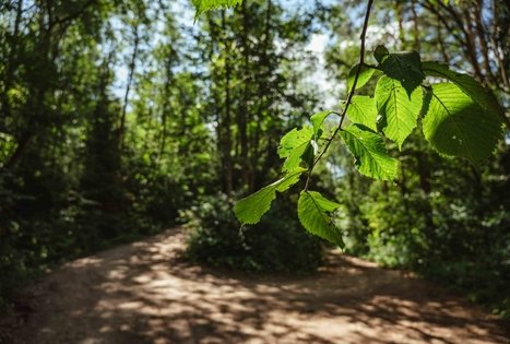 Miško Takas 58. Alytus – Panemunis.