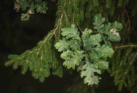 Miško Takas 57. Nemunaitis – Alytus.