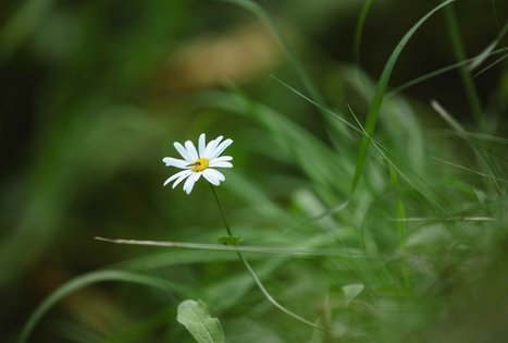 Miško Takas 57. Nemunaitis – Alytus.